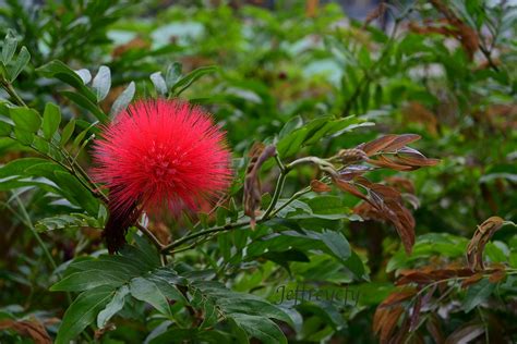 紅絨球|Green Living @ CityU 紅絨球 (Red Powder Puff ) Calliandra。